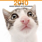 猫ミックス カレンダー